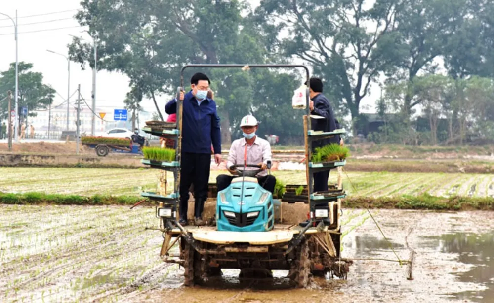 Lãnh đạo TP Hà Nội xuống ruộng đầu xuân cùng bà con nông dân ảnh 1