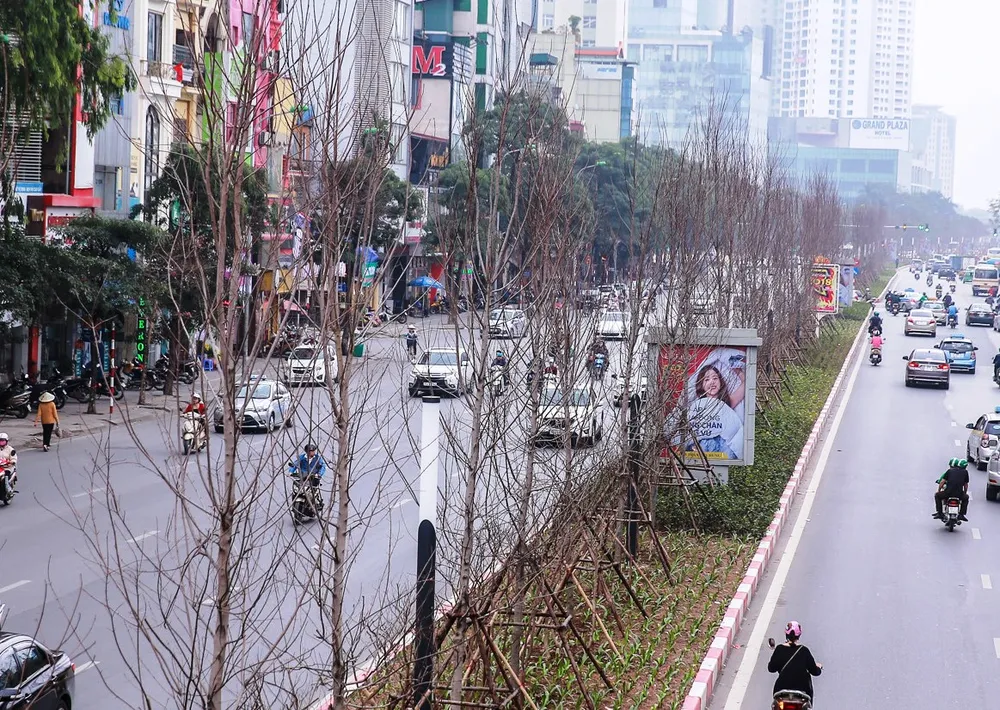 Vì sao hàng cây phong lá đỏ ở Hà Nội bị thay thế? ảnh 1