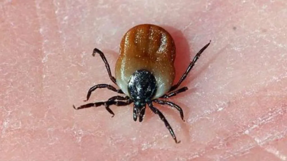 Liên tiếp phát hiện các trường hợp bị sốt mò có nguồn gốc lây từ chuột ảnh 2