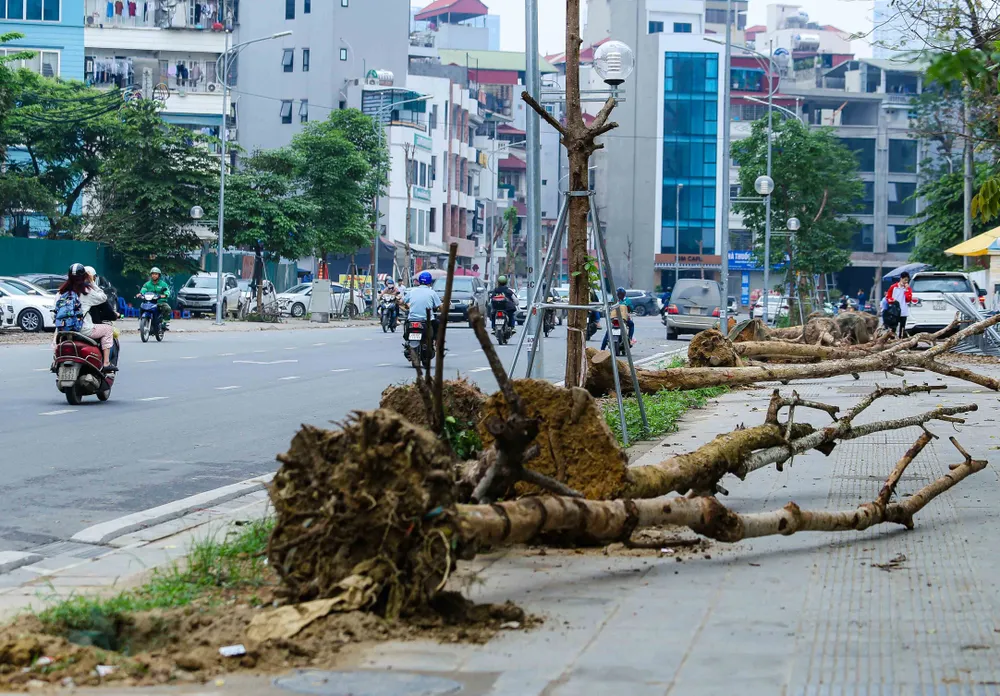 Hàng cây nhội trên vỉa hè đường Huỳnh Thúc Kháng kéo dài mới trồng nhưng đã khô héo, phải nhổ bỏ thay cây mới