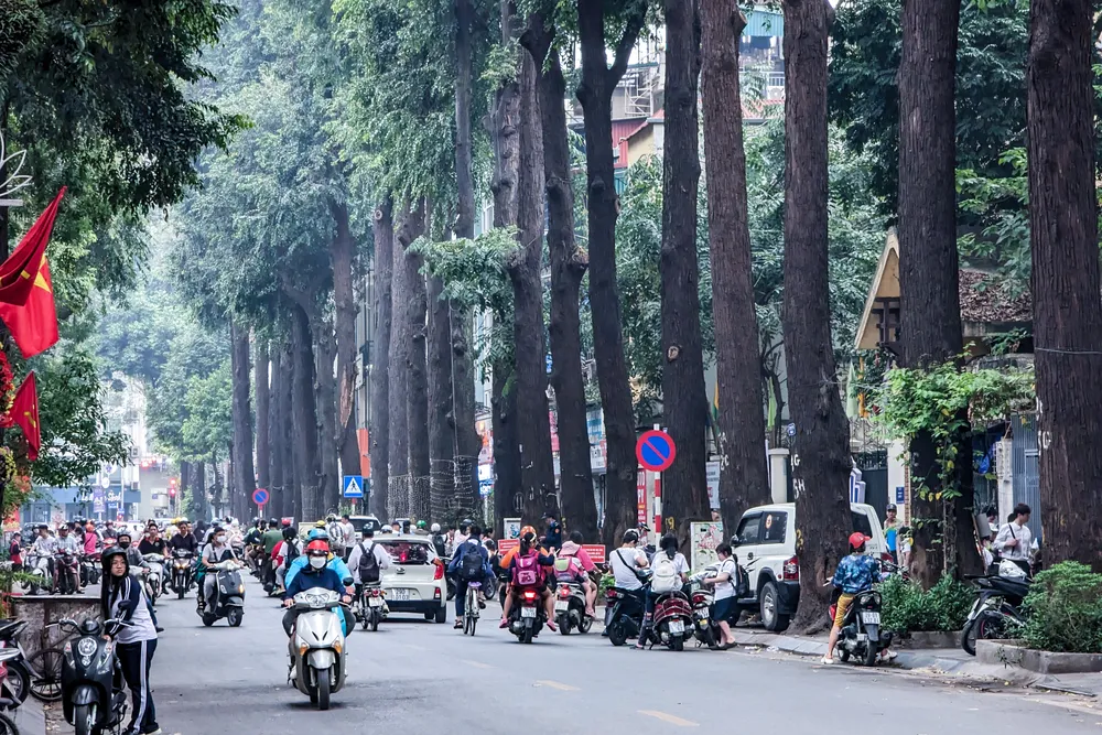 Hàng cây sao đen cổ thụ trên phố Lò Đúc