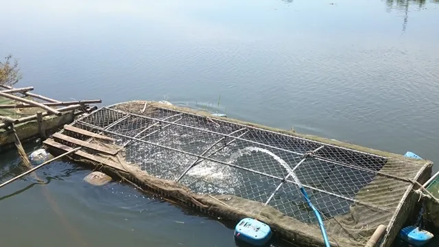 Cá lại chết trắng lồng tại Thừa Thiên – Huế  ảnh 3