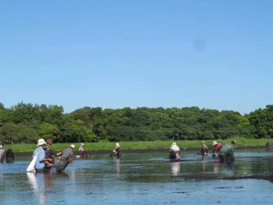 Độc đáo lễ hội “Phá Trằm” ở Quảng Trị ảnh 5