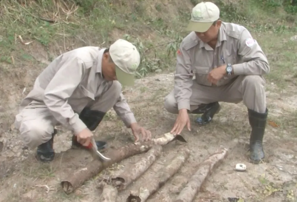 Trồng chuối phát hiện chùm bom bi ảnh 1