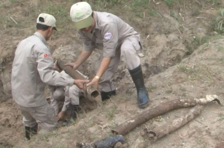 Trồng chuối phát hiện chùm bom bi ảnh 2