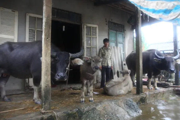 Người dân đưa trâu lên nhà cao tránh lũ