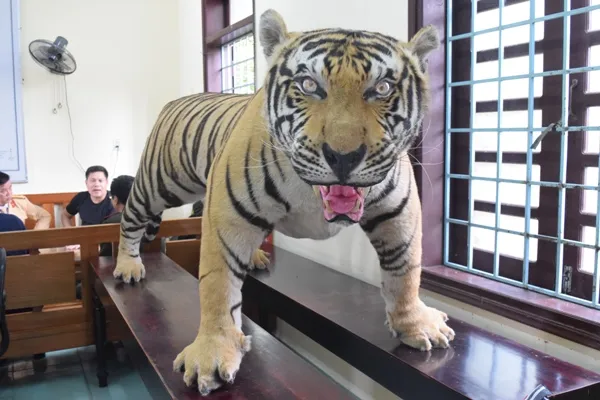 Phát hiện xe khách chở bộ da hổ "khủng" ảnh 3