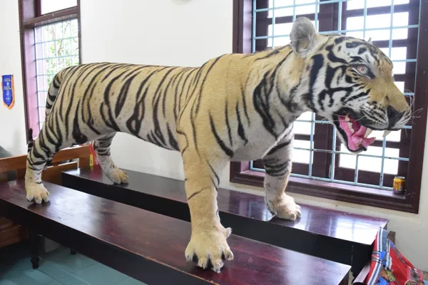 Phát hiện xe khách chở bộ da hổ "khủng" ảnh 2