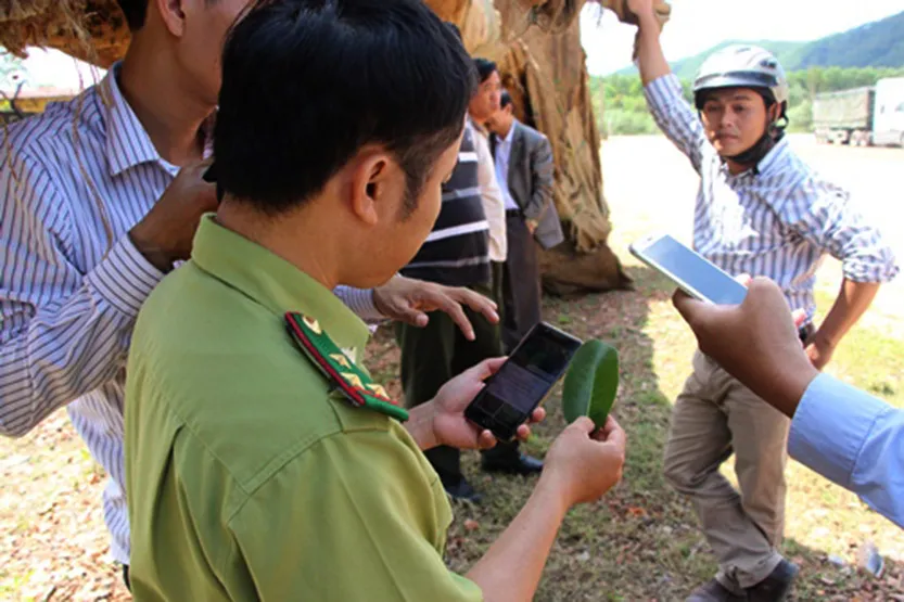 Kiểm lâm xác minh nguồn gốc 3 cây "khủng" tại Thừa Thiên - Huế ảnh 1