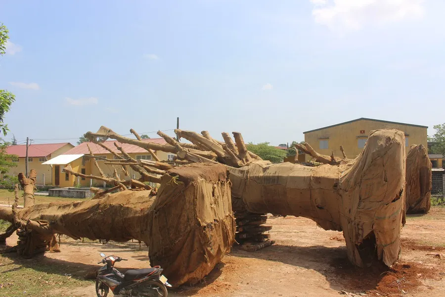 Kiểm lâm xác minh nguồn gốc 3 cây "khủng" tại Thừa Thiên - Huế ảnh 2