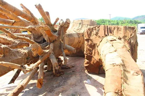 Xác định rõ nguồn gốc 2 trong 3 cây cổ thụ “khủng” tạm giữ tại Thừa Thiên - Huế ảnh 1