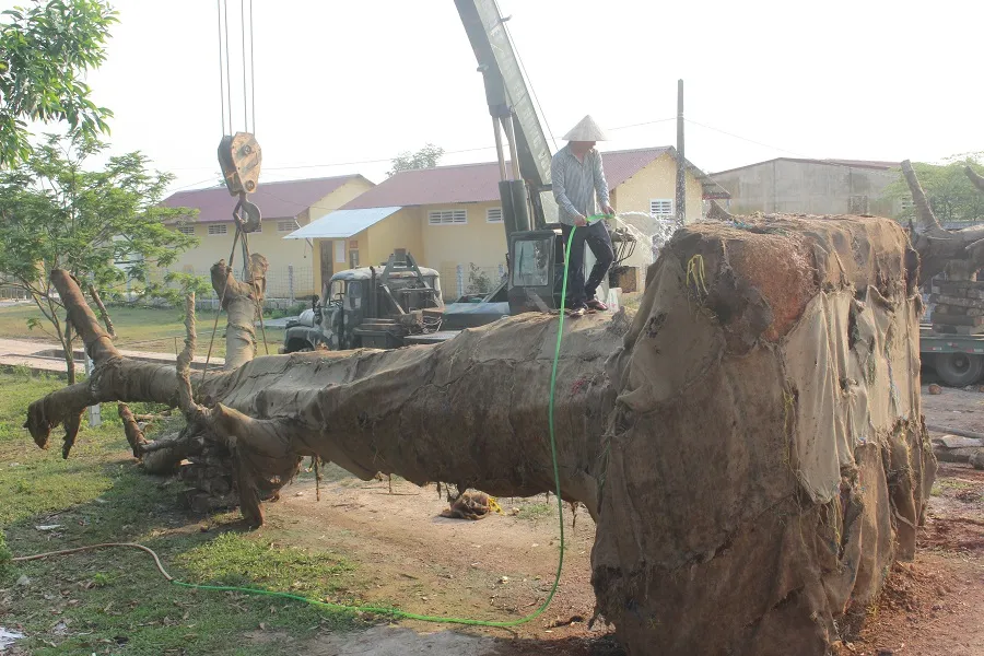  Phạt chủ cây "khủng" 750.000 đồng ảnh 2