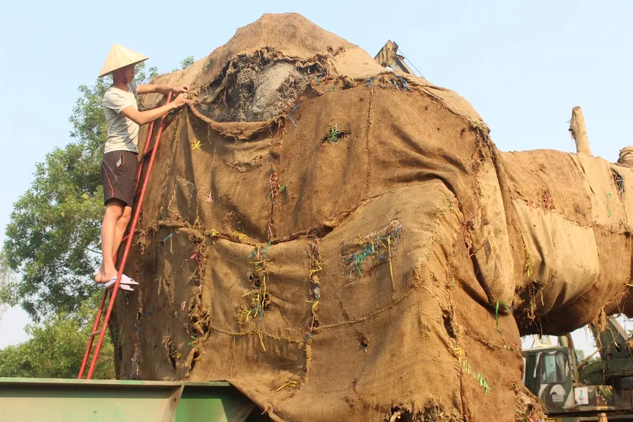  Phạt chủ cây "khủng" 750.000 đồng ảnh 1