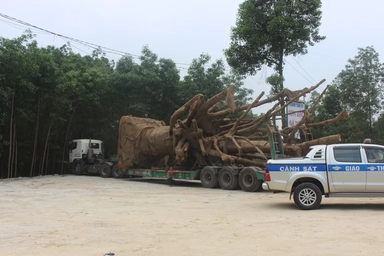 Vì sao 3 cây cổ thụ “khủng” vẫn chưa thể rời Thừa Thiên - Huế? ảnh 1