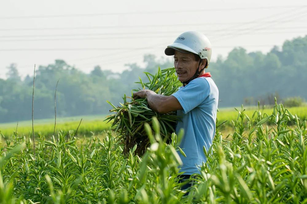 Hoa kèn bén duyên đất Huế  ảnh 5