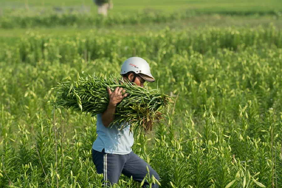 Hoa kèn bén duyên đất Huế  ảnh 3