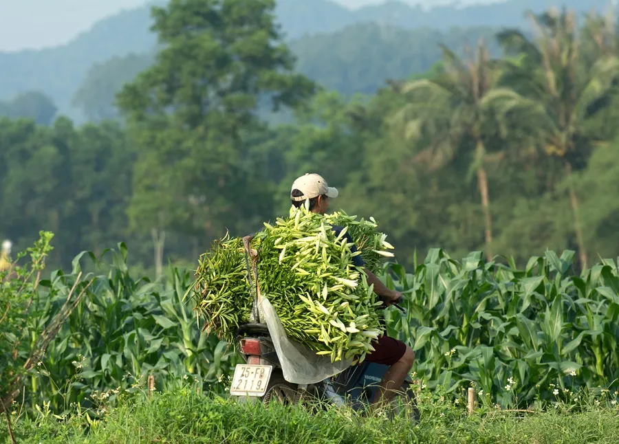 Hoa kèn bén duyên đất Huế  ảnh 6