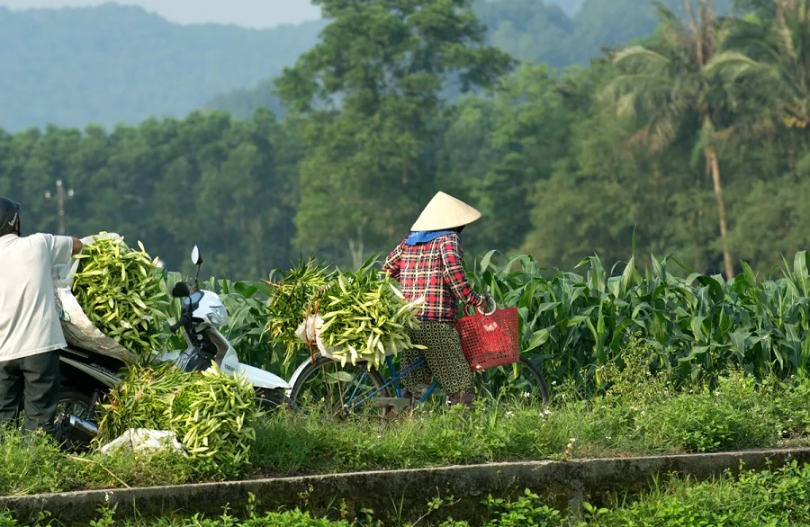 Hoa kèn bén duyên đất Huế  ảnh 7