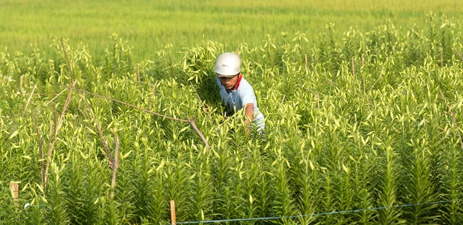 Hoa kèn bén duyên đất Huế  ảnh 2