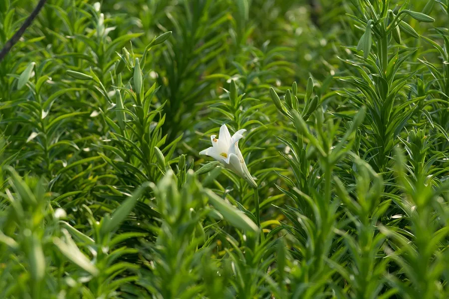 Hoa kèn bén duyên đất Huế  ảnh 1