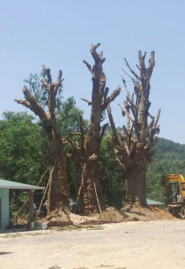 Không giấy phép vận chuyển, 3 cây cổ thụ trồng tạm bên vệ đường ảnh 1