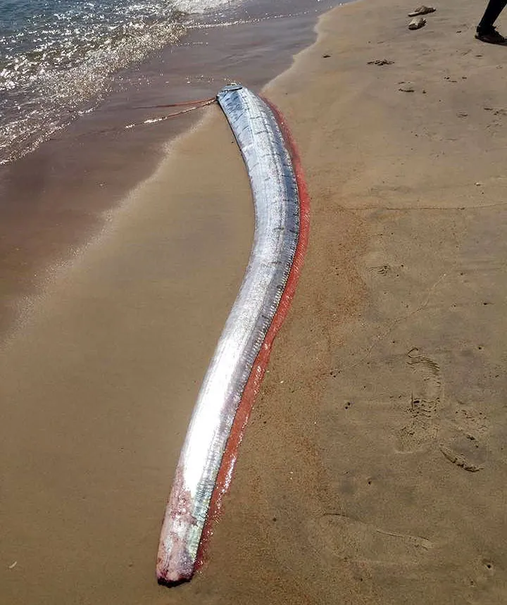 Phát hiện cá hố rồng dài hơn 4m ảnh 2
