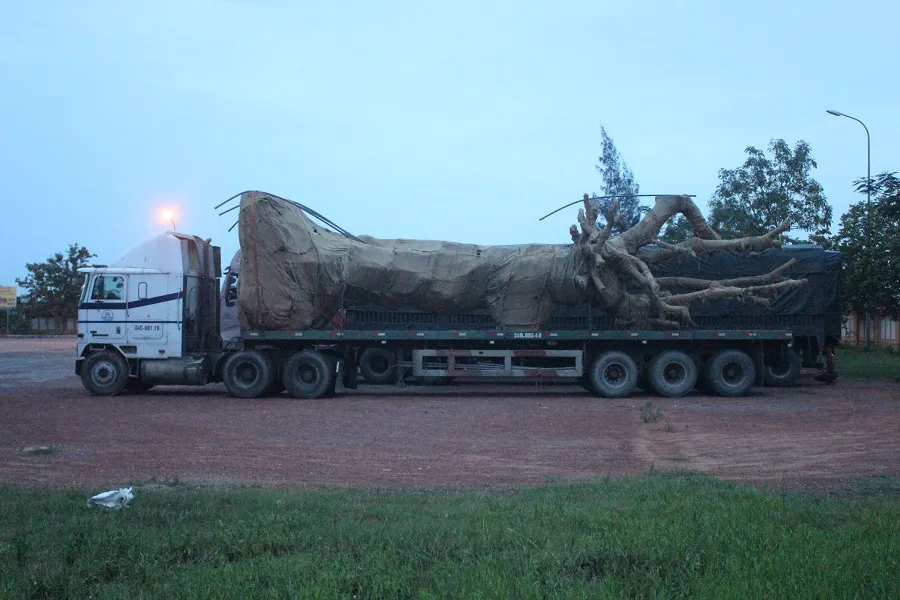 Phát hiện xe đầu kéo chở cây “siêu khủng” lưu thông qua Quảng Trị ảnh 1