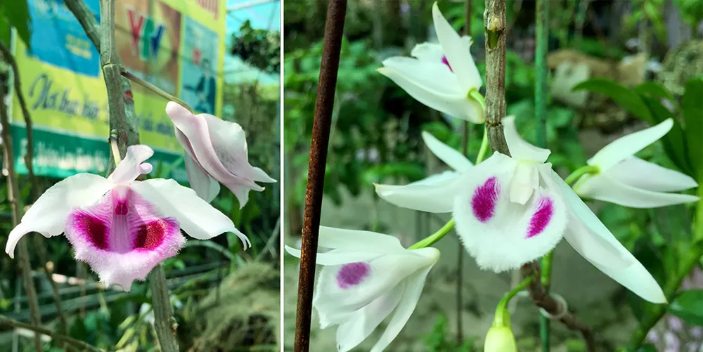 Xôn xao giò lan đột biến giá hơn 1 tỷ đồng tại Thừa Thiên - Huế ảnh 3