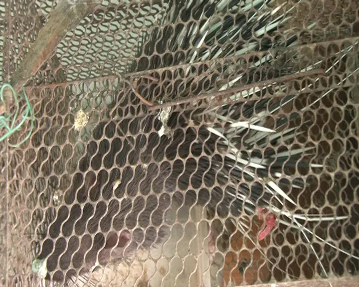 Những con nhím hoang dã mà bà Lê Thị Hằng chuẩn bị đưa đi tiêu thụ.