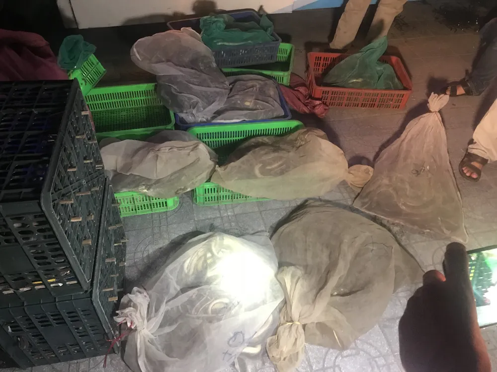 Phát hiện hàng ngàn cá thể rắn dưới hầm xe khách giường nằm ảnh 3