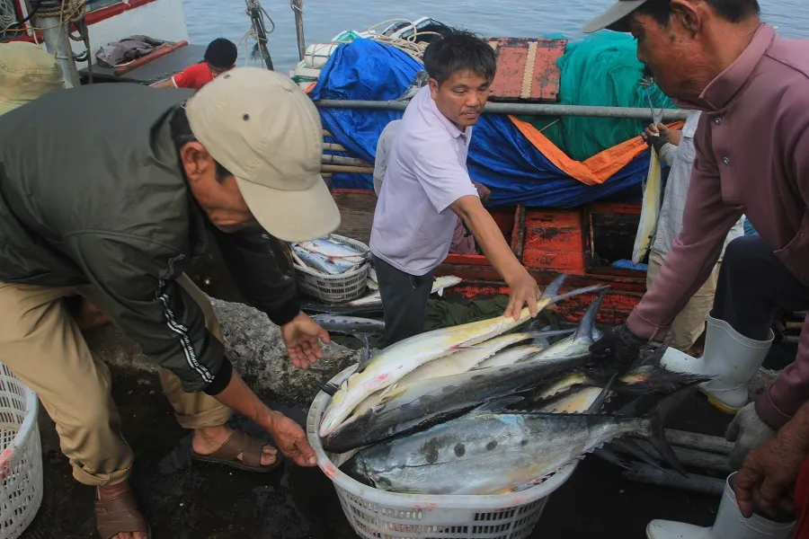 Ngư dân Quảng Trị trúng mẻ cá 7 tỷ đồng ảnh 1