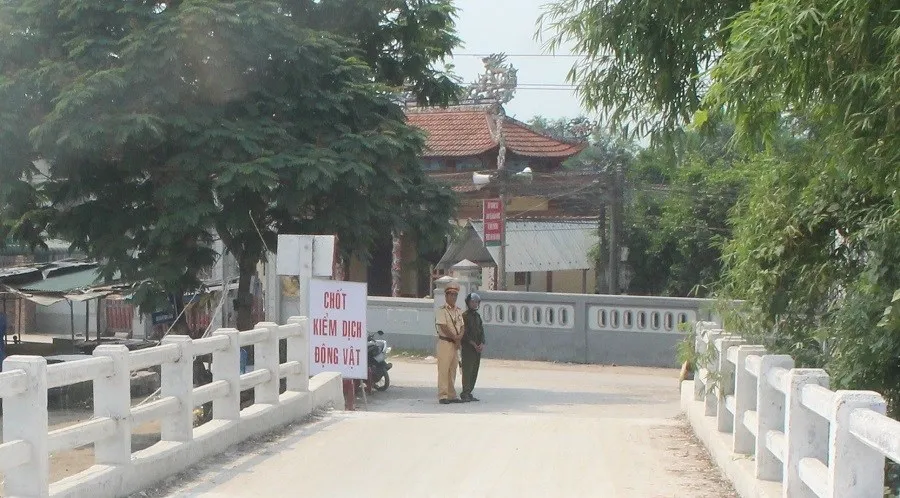 Xuất hiện ổ dịch tả heo châu Phi đầu tiên tại Quảng Trị ảnh 1