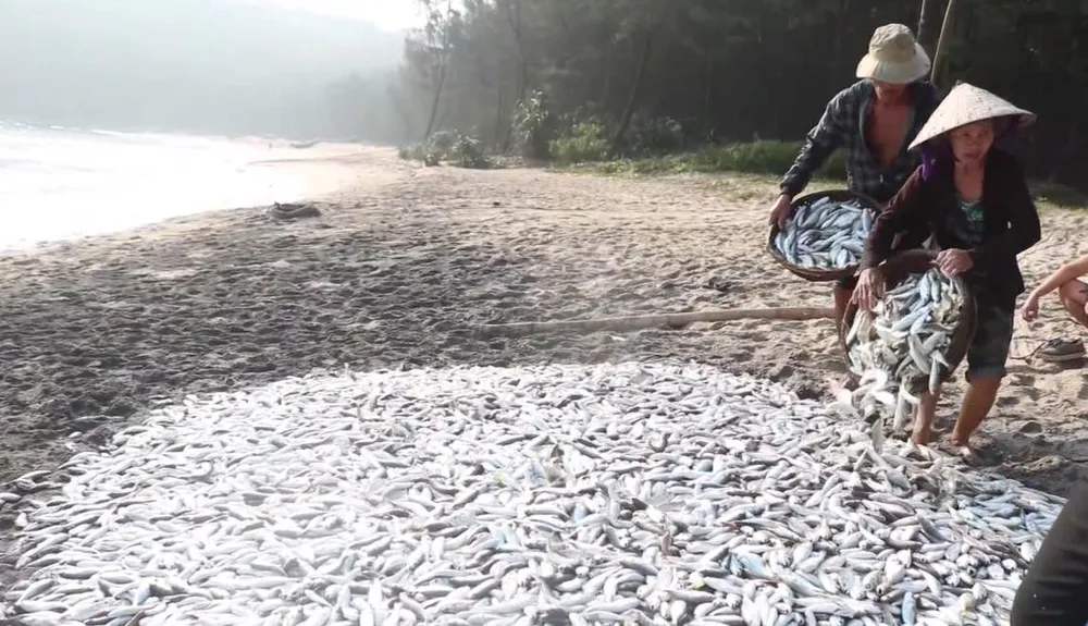 Video: Kéo “lưới rồng” bắt 2 tấn cá  ảnh 3