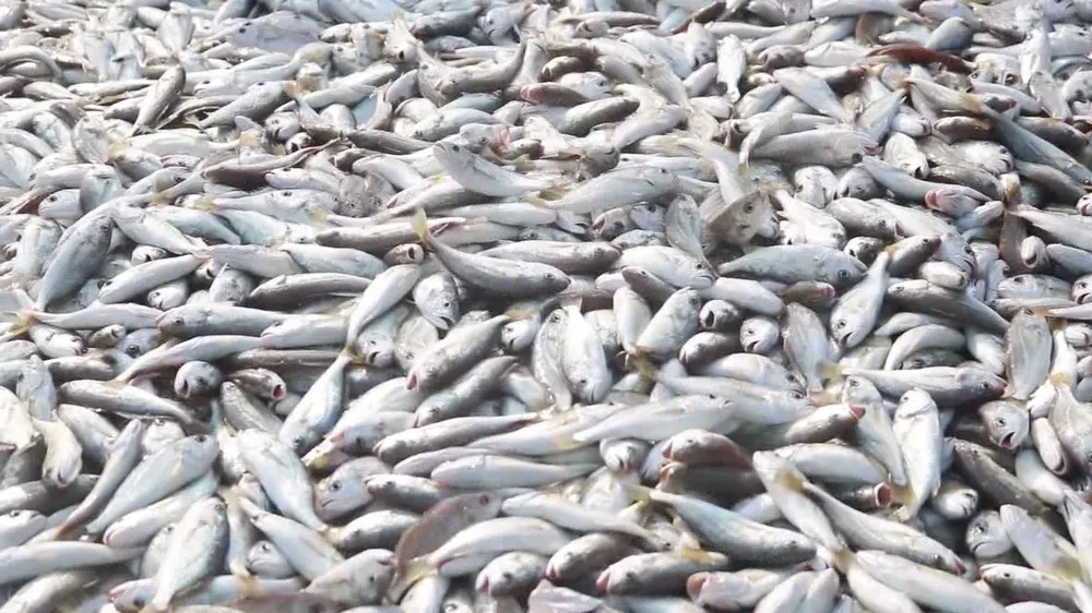 Video: Kéo “lưới rồng” bắt 2 tấn cá  ảnh 4