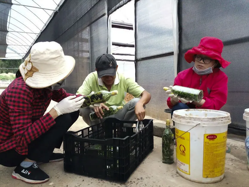 Lan hồ điệp bén rễ trên đỉnh Sa Mù ảnh 2