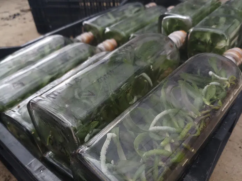 Lan hồ điệp bén rễ trên đỉnh Sa Mù ảnh 3