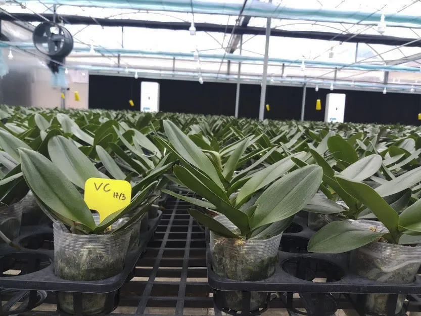 Lan hồ điệp bén rễ trên đỉnh Sa Mù ảnh 5