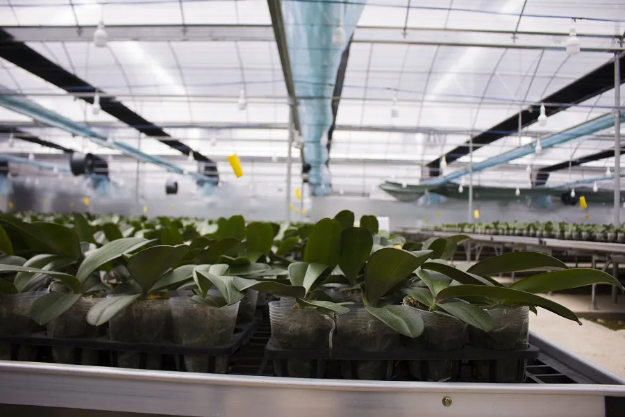 Lan hồ điệp bén rễ trên đỉnh Sa Mù ảnh 4