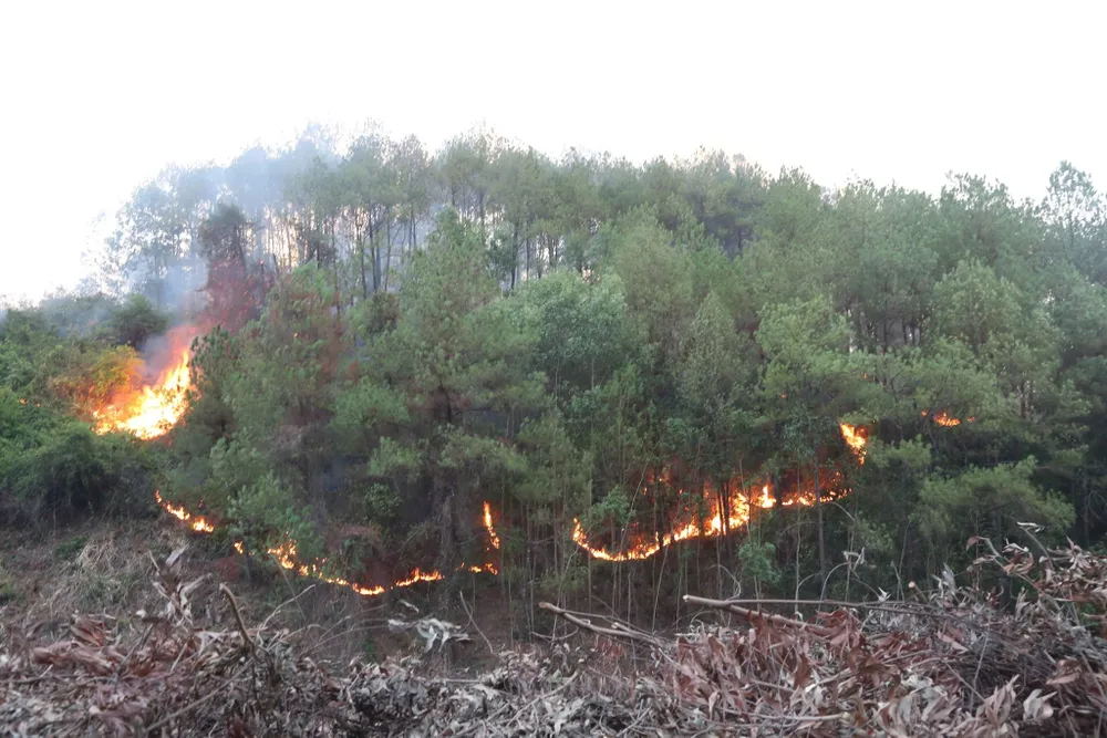Cây lương thực khô cháy, chết dần vì hạn hán kéo dài ở khu vực Trung Trung bộ ảnh 1
