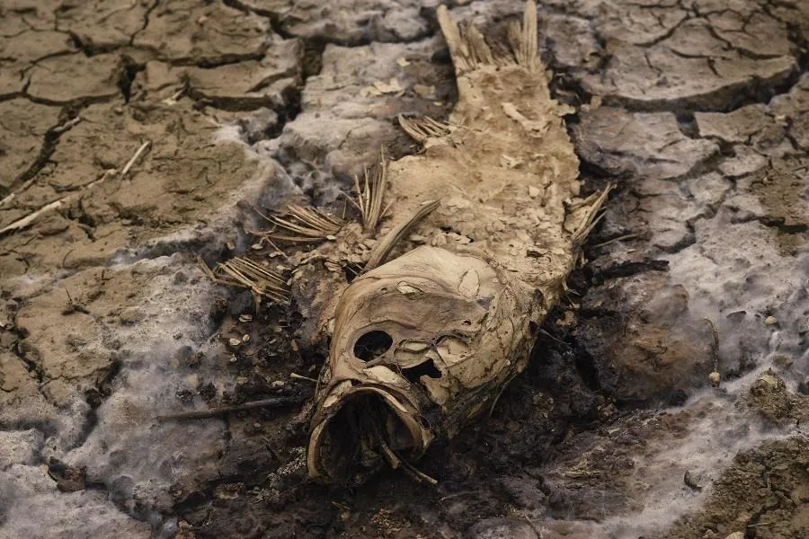 Cây lương thực khô cháy, chết dần vì hạn hán kéo dài ở khu vực Trung Trung bộ ảnh 7