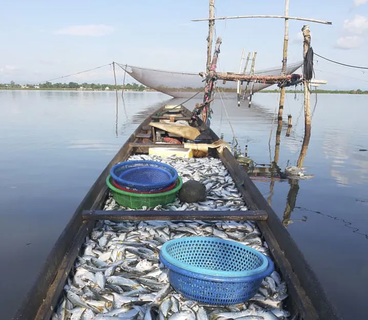 Ngư dân trúng mẻ cá mòi lớn