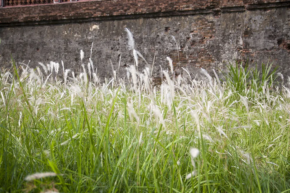 Lạ lẫm hoa cỏ tranh bung nở bên Tử Cấm Thành - Đại nội Huế ảnh 3