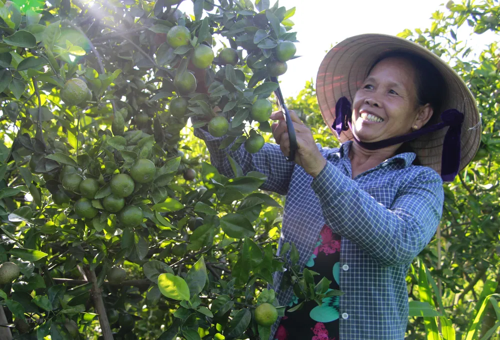 Đồng hành cùng nông dân phát triển chuỗi giá trị các sản phẩm chủ lực của Thừa Thiên – Huế ảnh 3