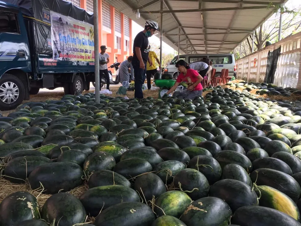Nhóm thiện nguyện tại Huế “giải cứu” dưa hấu cho nông dân và hỗ trợ bé 8 tháng tuổi ghép gan  ảnh 1