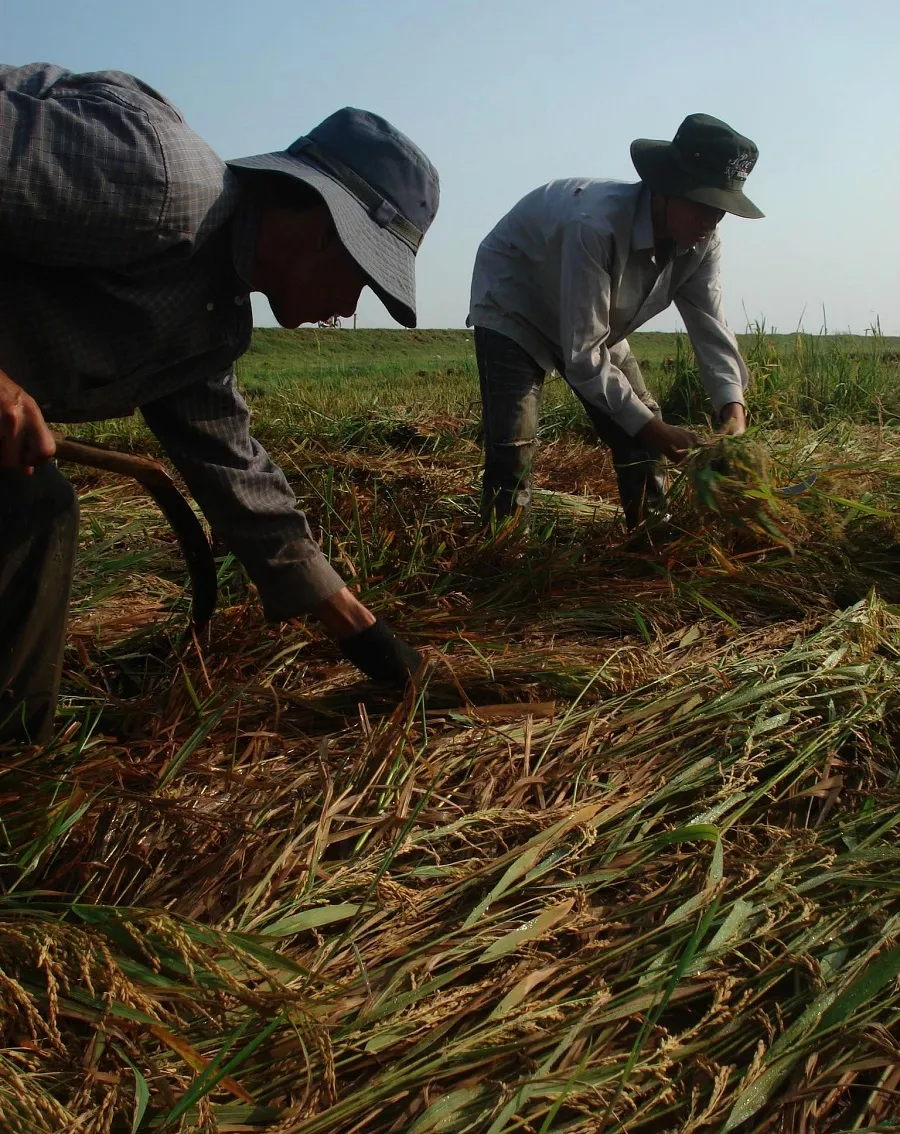 Lúa đông xuân chưa gặt xong đã cầu cứu Trung ương hỗ trợ vụ hè thu ảnh 2