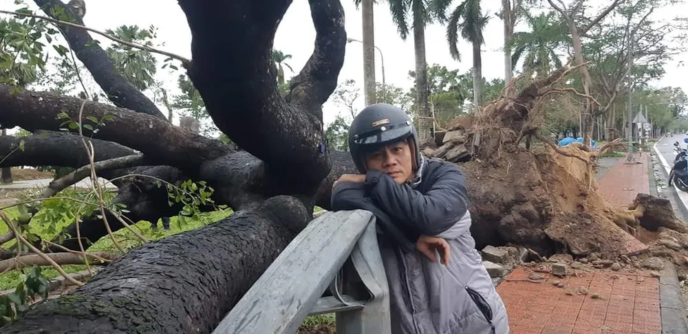 Tiếc nuối cây xà cừ cổ nhất cố đô Huế bị bão đánh bật gốc ảnh 2