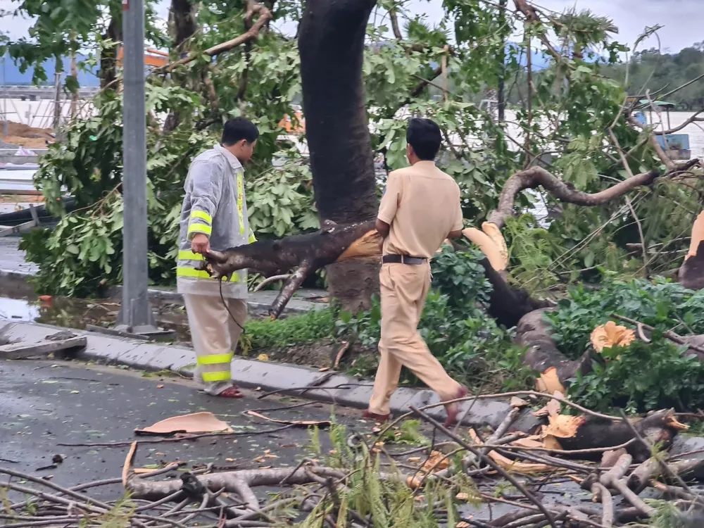 Tiếc nuối cây xà cừ cổ nhất cố đô Huế bị bão đánh bật gốc ảnh 5