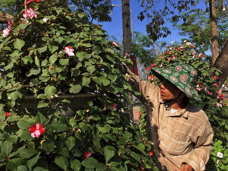 Người trồng hoa Tết như ngồi trên đống lửa ảnh 2