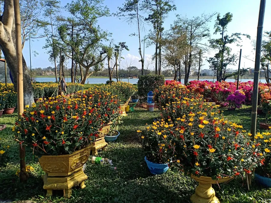 Người trồng hoa Tết như ngồi trên đống lửa ảnh 1