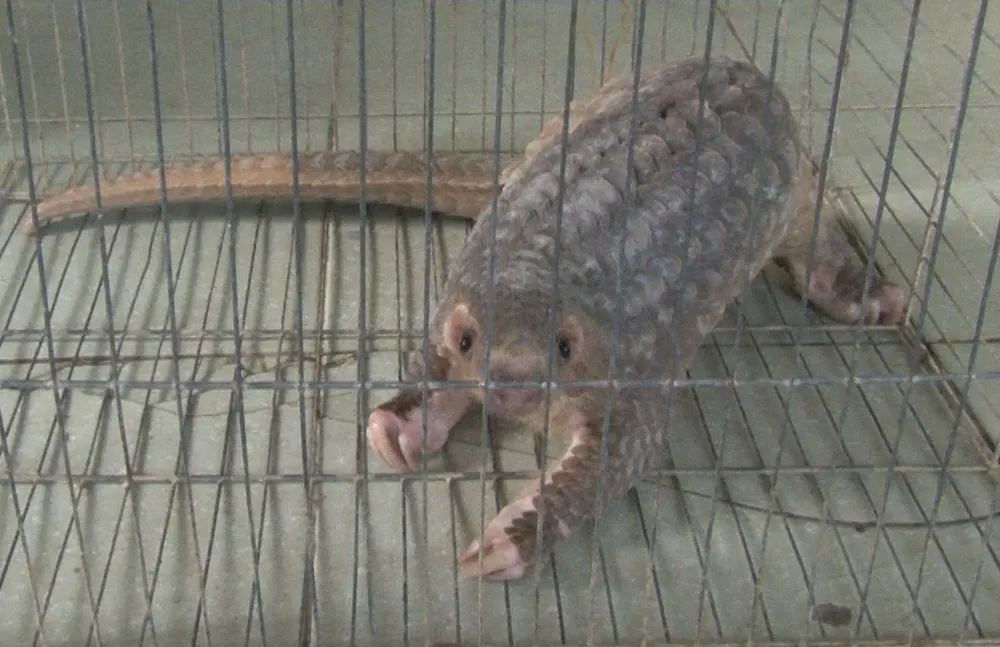 Huế: Tê tê vàng quý hiếm “đi lạc” vào nhà dân ảnh 1